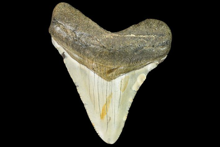 Fossil Megalodon Tooth - North Carolina #109063